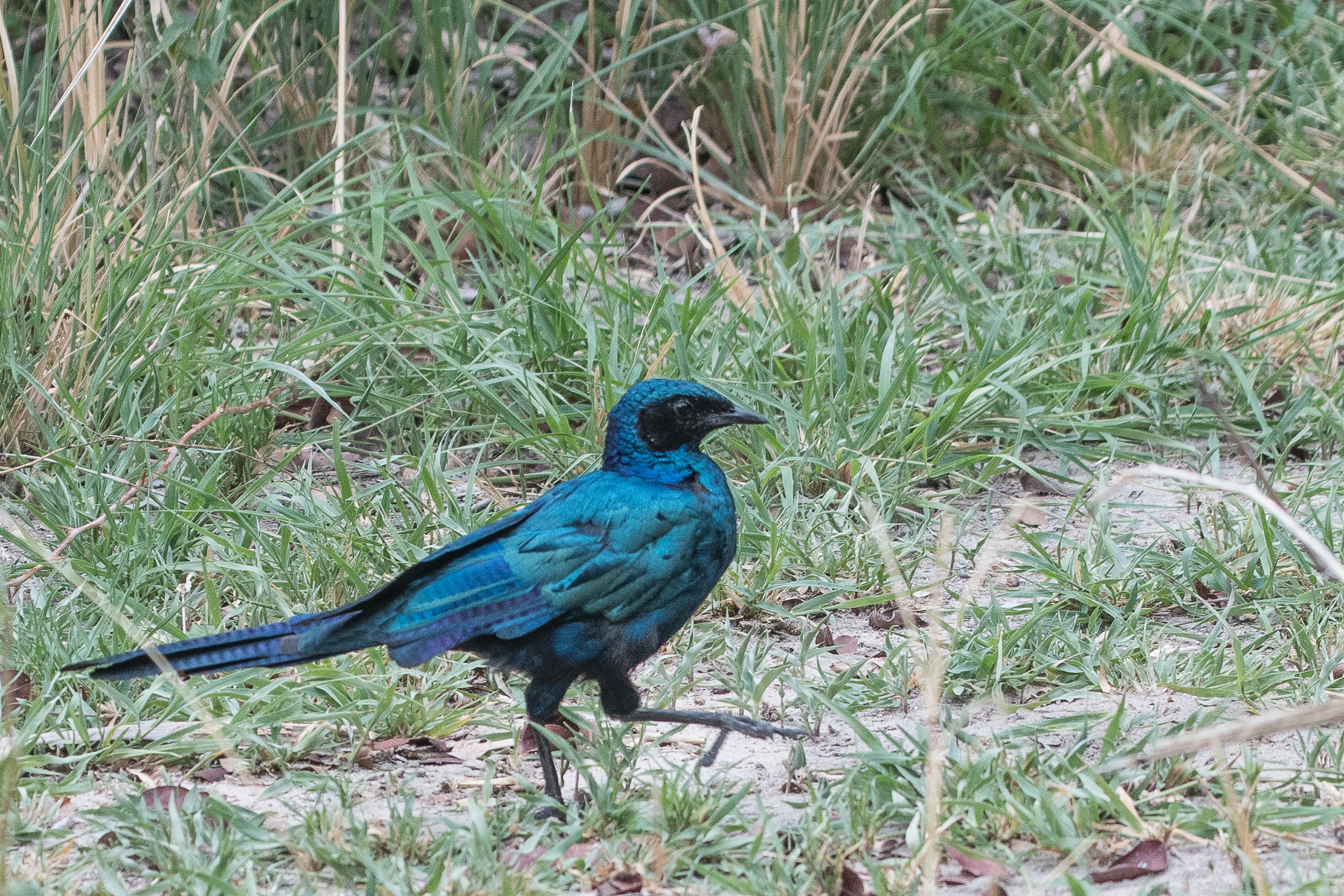 Choucador de Meves adulte (Meves' starling, Lamprotornis mevesii) déambulant dans le Shinde camp, Delta de l'Okavango, Botswana.